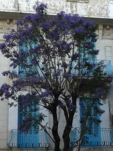 jacarandá en túnez